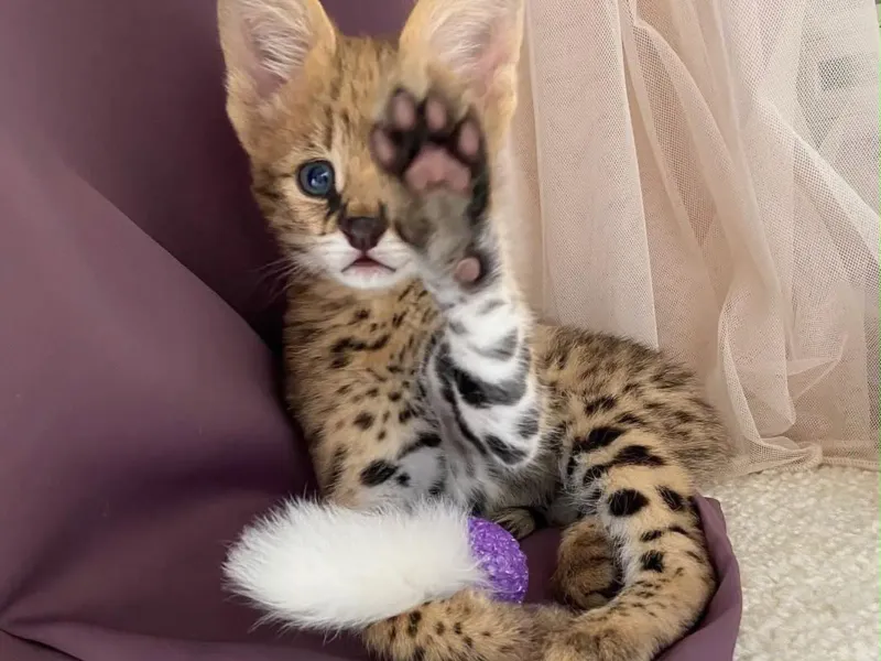 Nudimo mačiće rase Savannah, serval i karakal.
