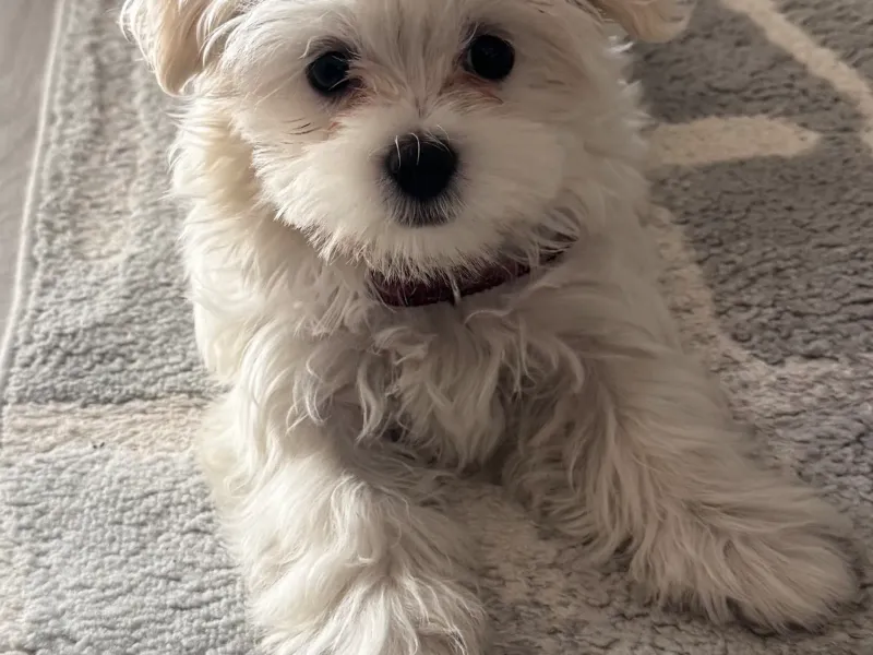 Maltezer stene